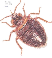 bedbug_1_manhattan_exterminator